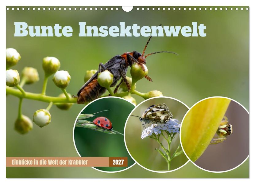 Bunte Insektenwelt (Wandkalender 2027 DIN A3 quer) CALVENDO Monatskalender