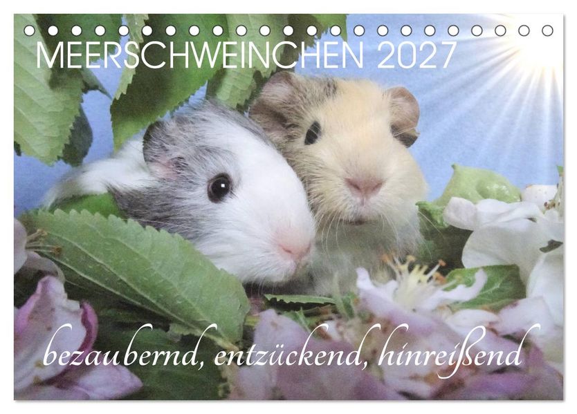 Meerschweinchen 2027 - bezaubernd hinreißend entzückend (Tischkalender 2027 DIN A5 quer) CALVENDO Monatskalender
