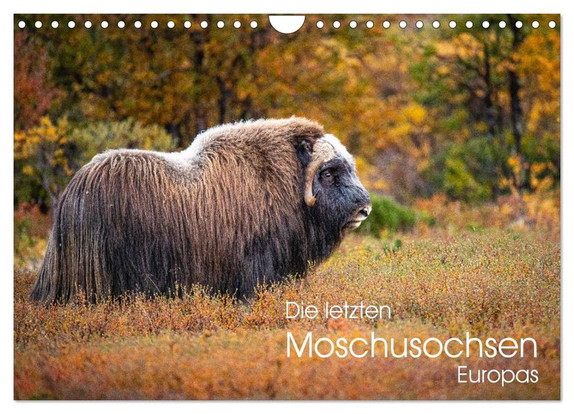 Die letzten Moschusochsen Europas (Wandkalender 2027 DIN A4 quer) CALVENDO Monatskalender