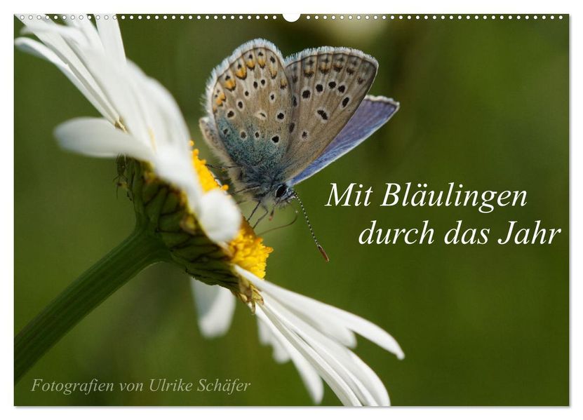 Mit Bläulingen durch das Jahr (Wandkalender 2027 DIN A2 quer) CALVENDO Monatskalender
