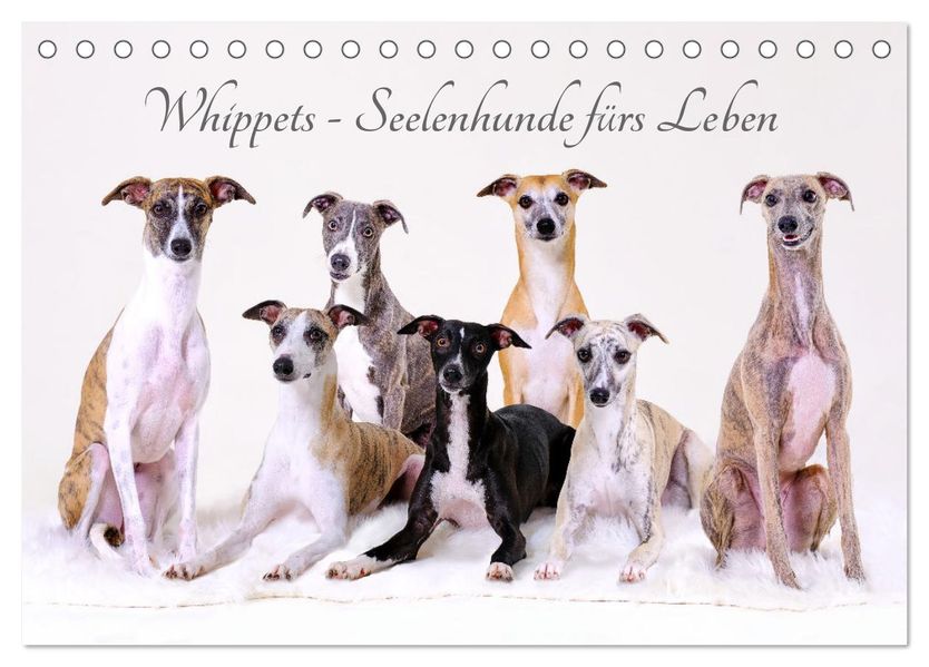 Whippets - Seelenhunde fürs Leben (Tischkalender 2027 DIN A5 quer) CALVENDO Monatskalender