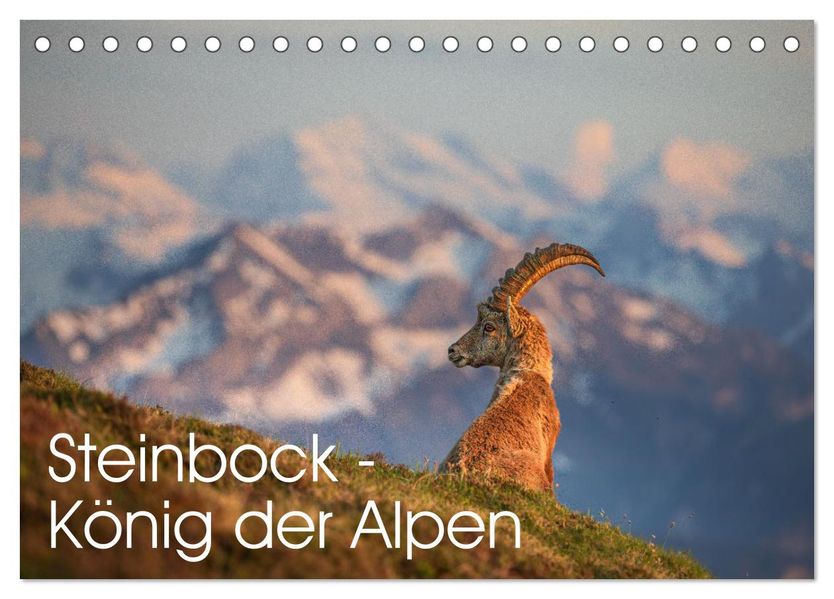 Steinbock - König der Alpen (Tischkalender 2027 DIN A5 quer) CALVENDO Monatskalender