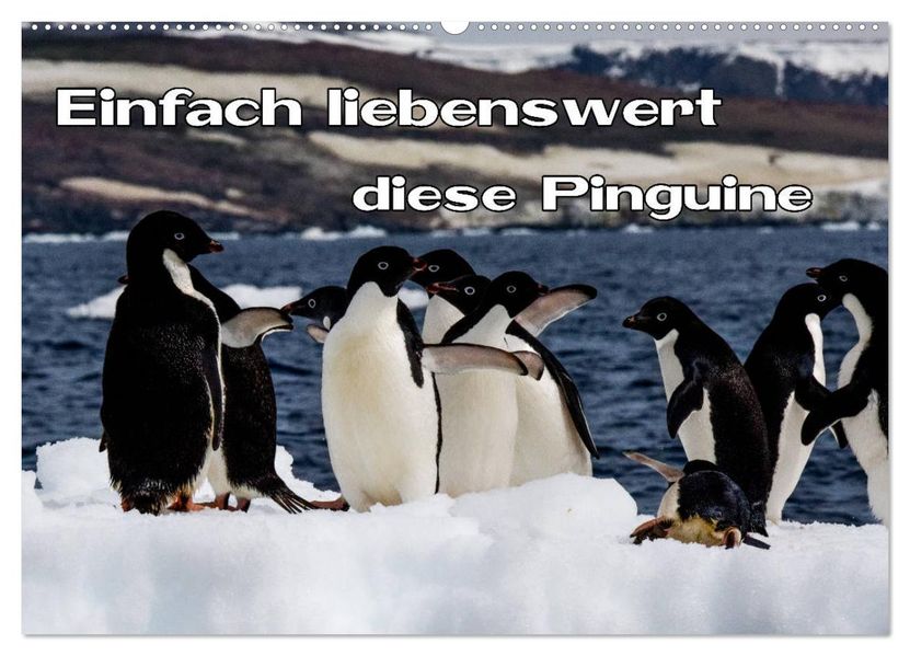 Einfach liebenswert diese Pinguine (Wandkalender 2027 DIN A2 quer) CALVENDO Monatskalender