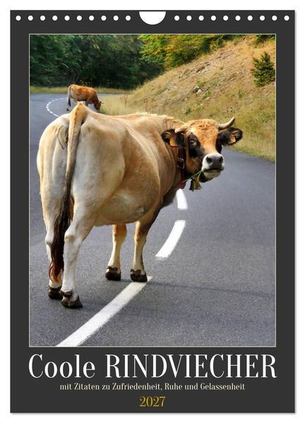 Coole Rindviecher (Wandkalender 2027 DIN A4 hoch) CALVENDO Monatskalender
