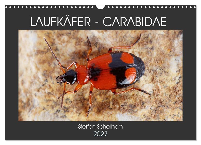LAUFKÄFER - CARABIDAE (Wandkalender 2027 DIN A3 quer) CALVENDO Monatskalender