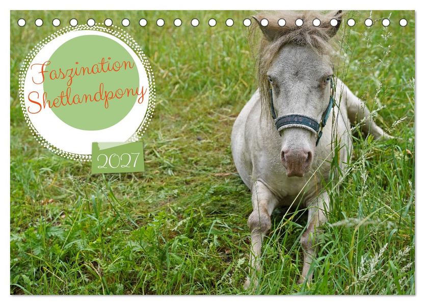 Faszination Shetlandpony (Tischkalender 2027 DIN A5 quer) CALVENDO Monatskalender