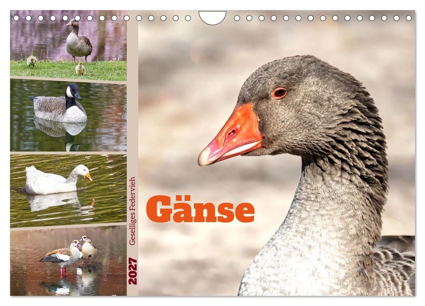 Gänse geselliges Federvieh (Wandkalender 2027 DIN A4 quer) CALVENDO Monatskalender