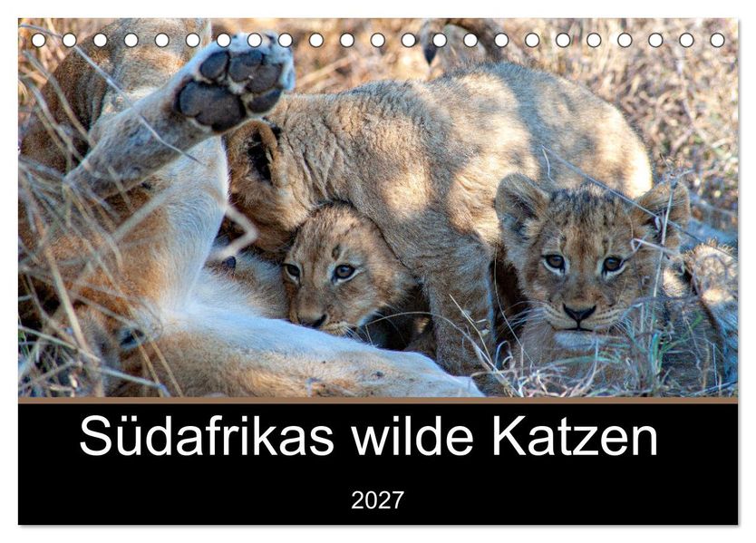 Südafrikas wilde Katzen (Tischkalender 2027 DIN A5 quer) CALVENDO Monatskalender