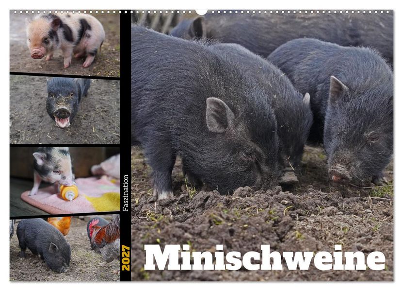 Faszination Minischweine (Wandkalender 2027 DIN A2 quer) CALVENDO Monatskalender