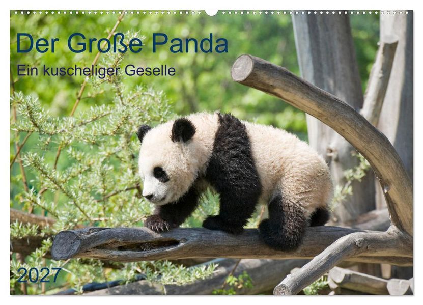 Der Große Panda Ein kuscheliger Geselle (Wandkalender 2027 DIN A2 quer) CALVENDO Monatskalender