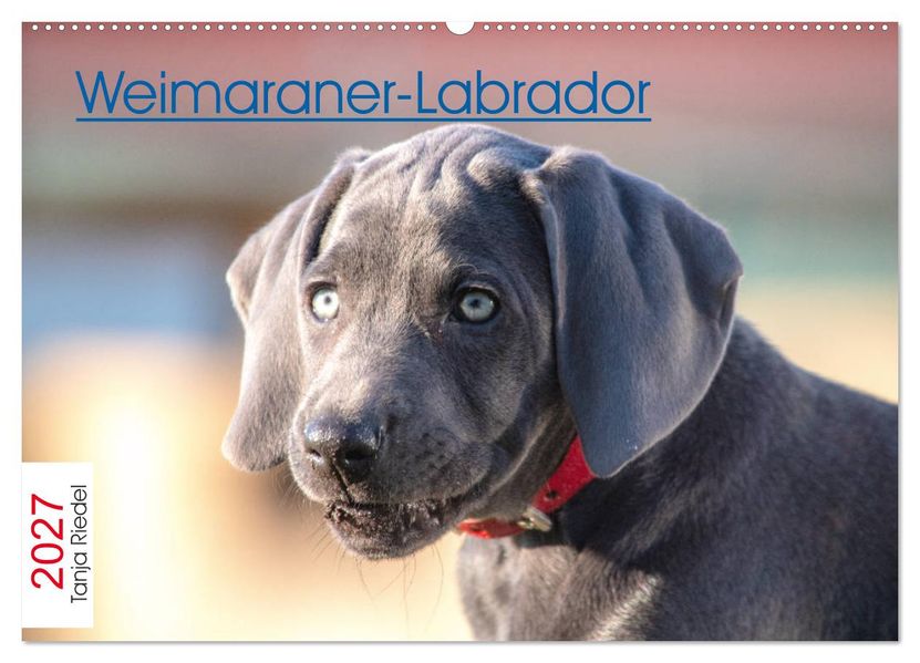 Weimaraner-Labrador (Wandkalender 2027 DIN A2 quer) CALVENDO Monatskalender