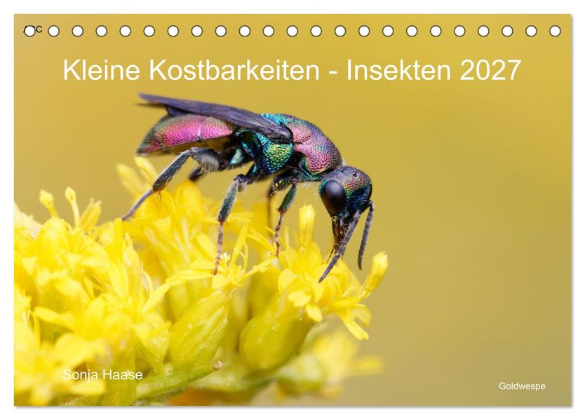 Kleine Kostbarkeiten Insekten (Tischkalender 2027 DIN A5 quer) CALVENDO Monatskalender