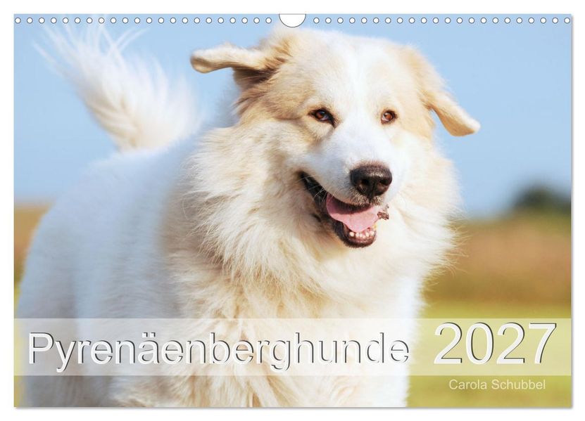 Pyrenäenberghunde (Wandkalender 2027 DIN A3 quer) CALVENDO Monatskalender