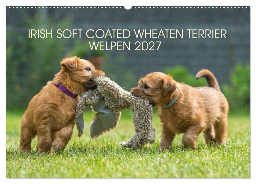 IRISH SOFT COATED WHEATEN TERRIER WELPEN 2027 (Wandkalender 2027 DIN A2 quer) CALVENDO Monatskalender