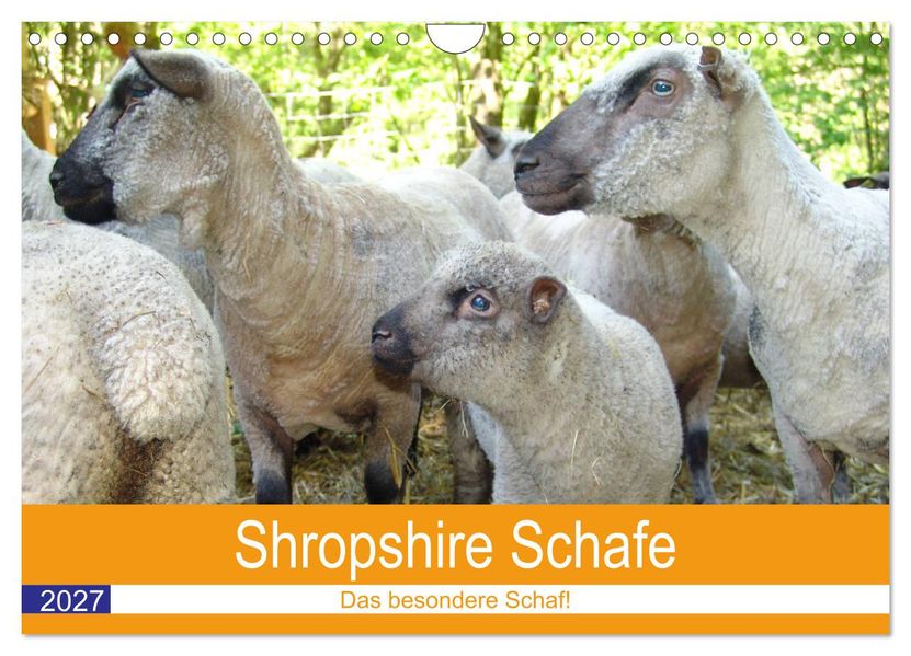 Shropshire Schafe (Wandkalender 2027 DIN A4 quer) CALVENDO Monatskalender
