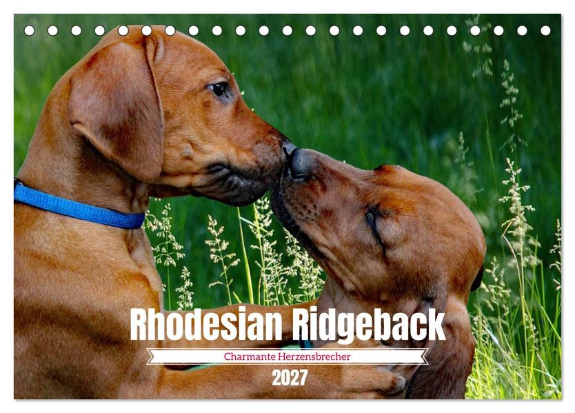 Rhodesian Ridgeback Charmante Herzensbrecher (Tischkalender 2027 DIN A5 quer) CALVENDO Monatskalender