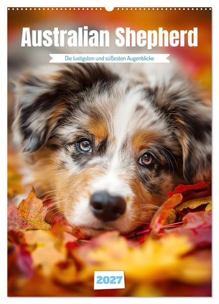 Australian Shepherd (Wandkalender 2027 DIN A2 hoch) CALVENDO Monatskalender