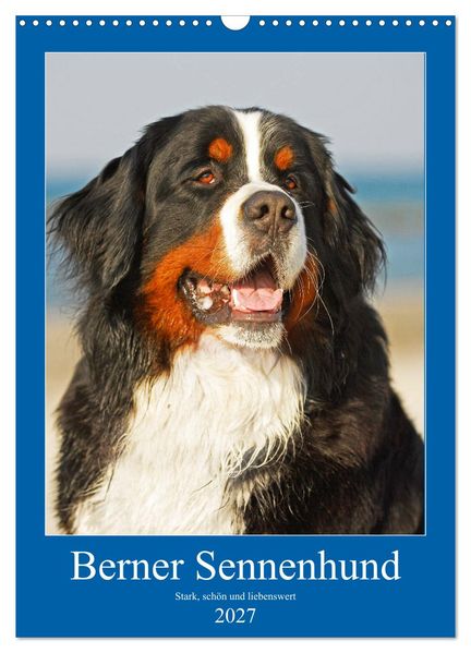 Berner Sennenhund - stark schön und liebenswert (Wandkalender 2027 DIN A3 hoch) CALVENDO Monatskalender