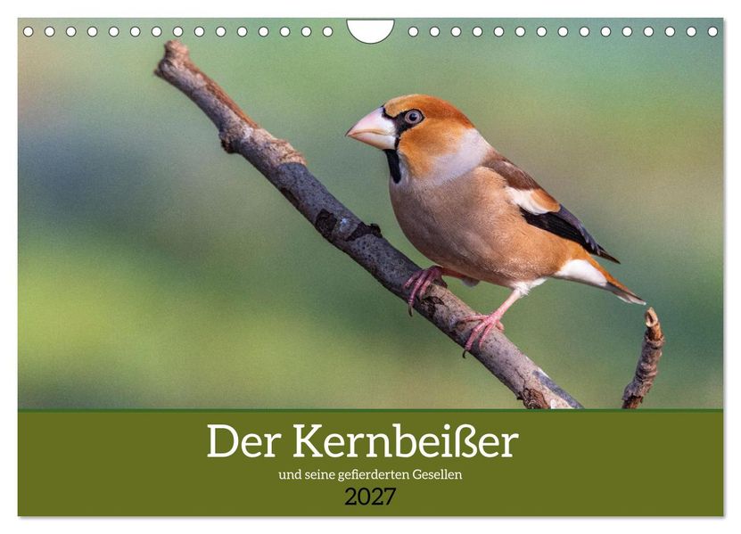 Der Kernbeißer und seine gefiederten Gesellen (Wandkalender 2027 DIN A4 quer) CALVENDO Monatskalender