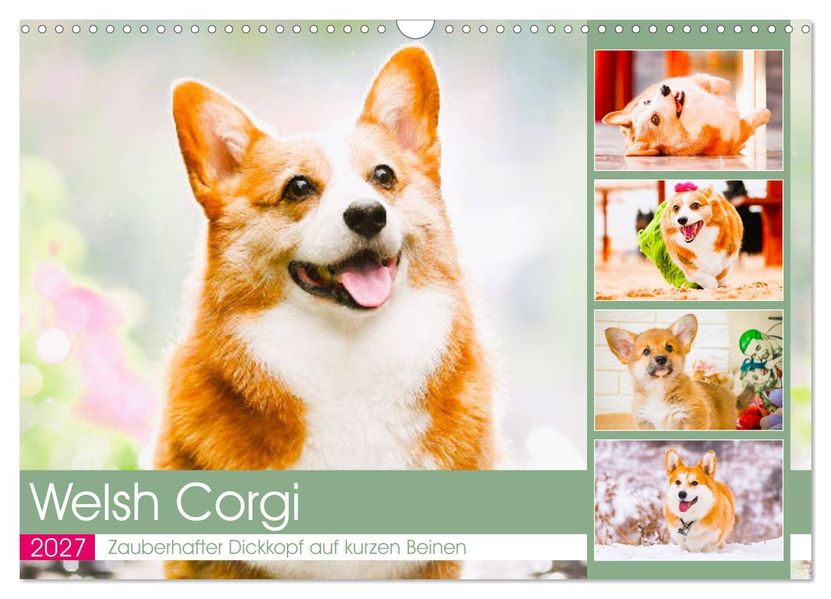 Welsh Corgi. Zauberhafter Dickkopf auf kurzen Beinen (Wandkalender 2027 DIN A3 quer) CALVENDO Monatskalender