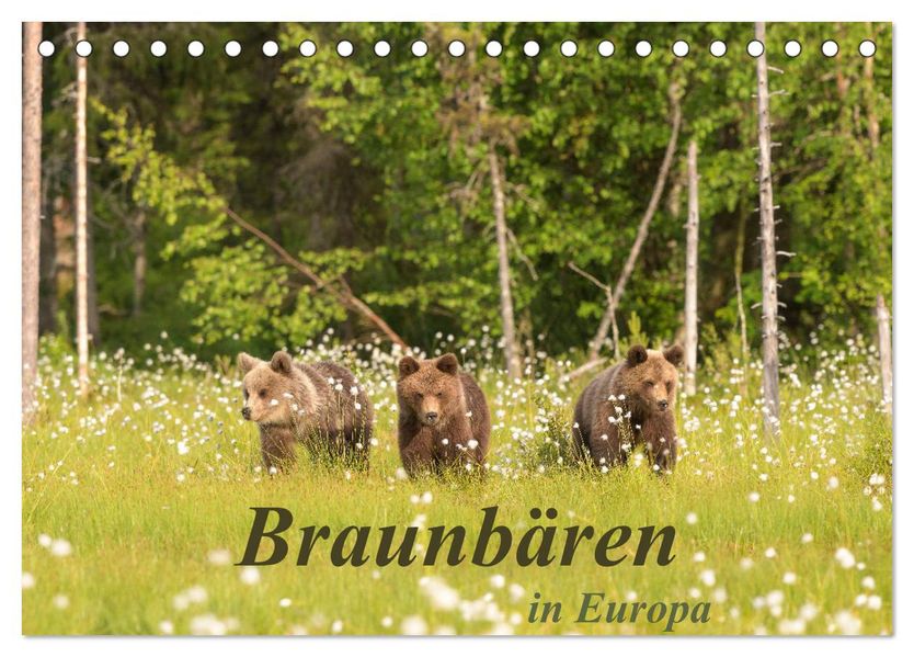 Braunbären in Europa (Tischkalender 2027 DIN A5 quer) CALVENDO Monatskalender