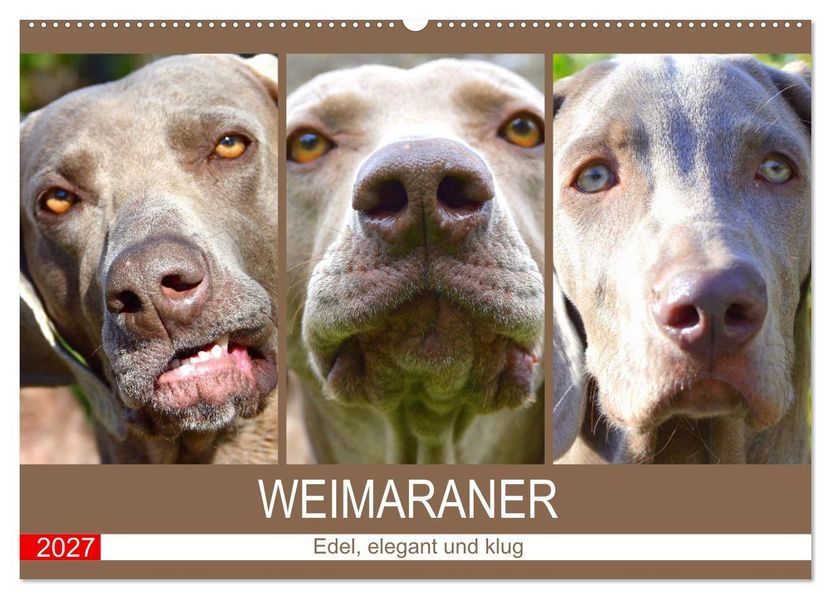 Weimaraner. Edel elegant und klug (Wandkalender 2027 DIN A2 quer) CALVENDO Monatskalender