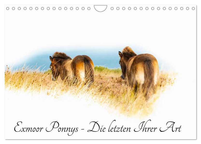 Exmoor Ponnys - Die letzten Ihrer Art (Wandkalender 2027 DIN A4 quer) CALVENDO Monatskalender