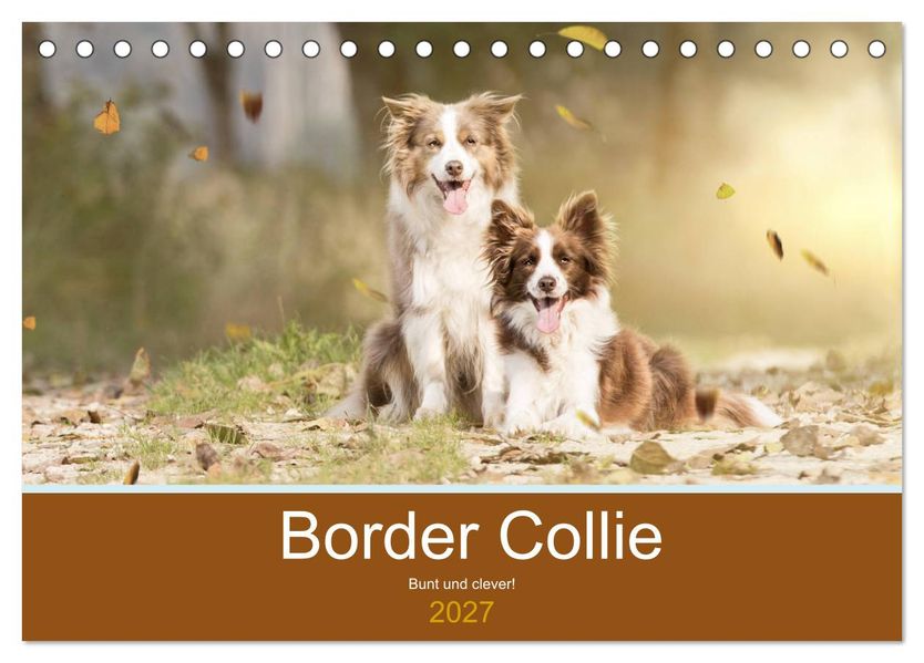 Border Collie - Bunt und clever! (Tischkalender 2027 DIN A5 quer) CALVENDO Monatskalender