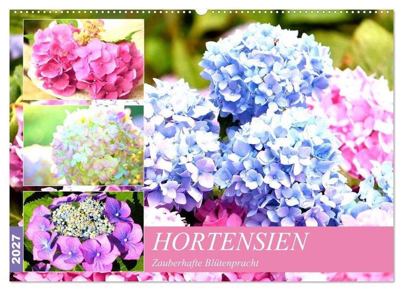 Hortensien. Zauberhafte Blütenpracht (Wandkalender 2027 DIN A2 quer) CALVENDO Monatskalender
