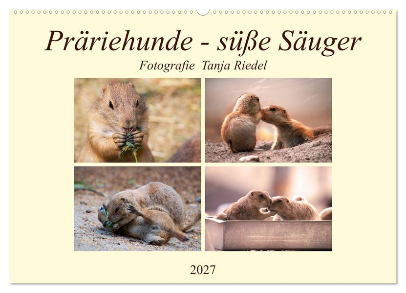 Präriehunde - süße Säuger (Wandkalender 2027 DIN A2 quer) CALVENDO Monatskalender