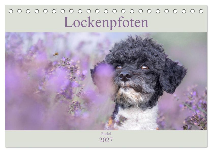 Lockenpfoten 2027 (Tischkalender 2027 DIN A5 quer) CALVENDO Monatskalender