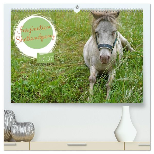 Faszination Shetlandpony (hochwertiger Premium Wandkalender 2027 DIN A2 quer) Kunstdruck in Hochglanz