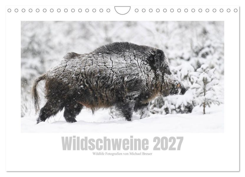 Wildschweine - Wildlife Fotografien (Wandkalender 2027 DIN A4 quer) CALVENDO Monatskalender