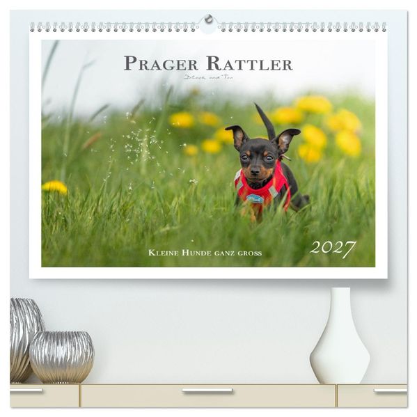 Prager Rattler - Black and Tan - Kleine Hunde ganz groß (hochwertiger Premium Wandkalender 2027 DIN A2 quer) Kunstdruck in Hochglanz