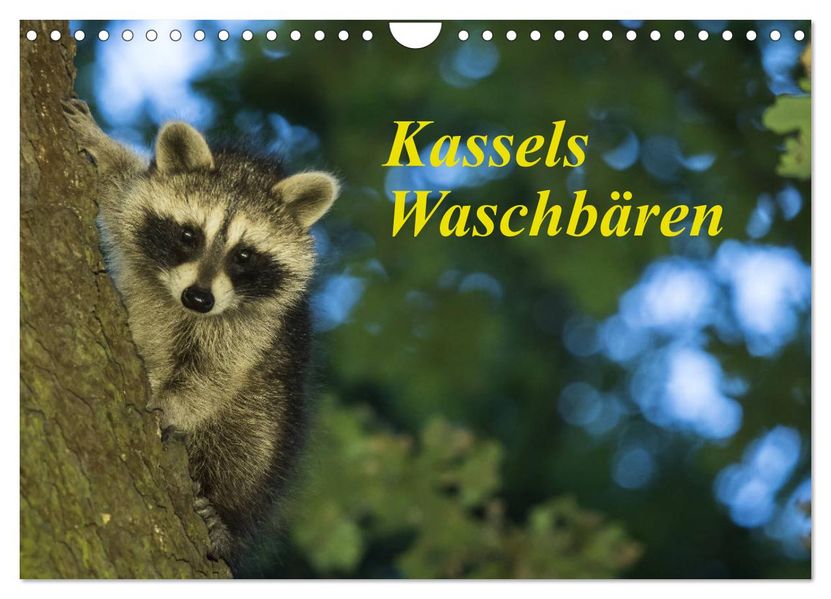 Kassels Waschbären (Wandkalender 2027 DIN A4 quer) CALVENDO Monatskalender