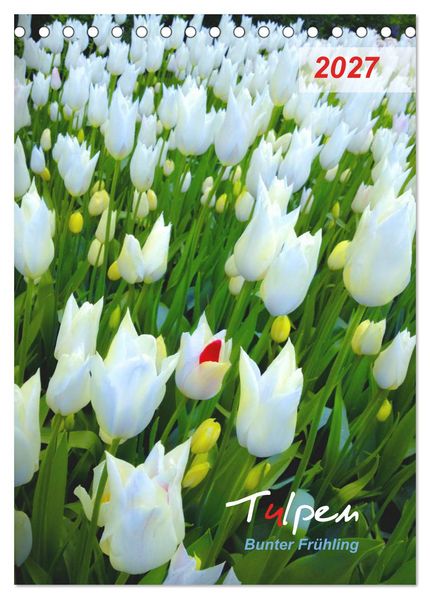 Tulpen. Bunter Frühling (Tischkalender 2027 DIN A5 hoch) CALVENDO Monatskalender