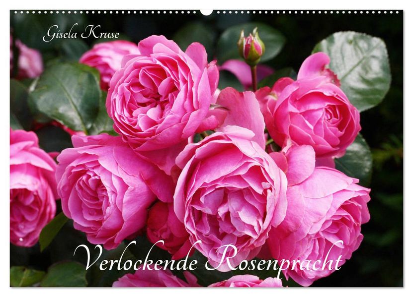 Verlockende Rosenpracht (Wandkalender 2027 DIN A2 quer) CALVENDO Monatskalender