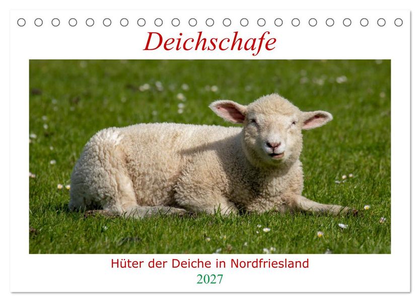 Deichschafe - Hüter der Deiche in Nordfriesland (Tischkalender 2027 DIN A5 quer) CALVENDO Monatskalender