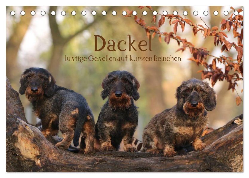 Dackel - lustige Gesellen auf kurzen Beinchen (Tischkalender 2027 DIN A5 quer) CALVENDO Monatskalender