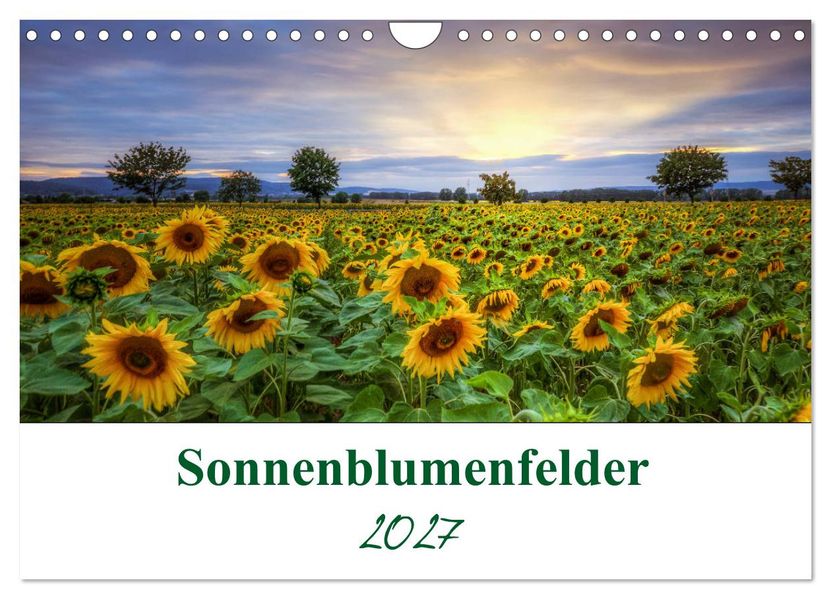 Sonnenblumenfelder (Wandkalender 2027 DIN A4 quer) CALVENDO Monatskalender