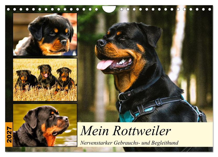 Mein Rottweiler. Nervenstarker Gebrauchs- und Begleithund (Wandkalender 2027 DIN A4 quer) CALVENDO Monatskalender