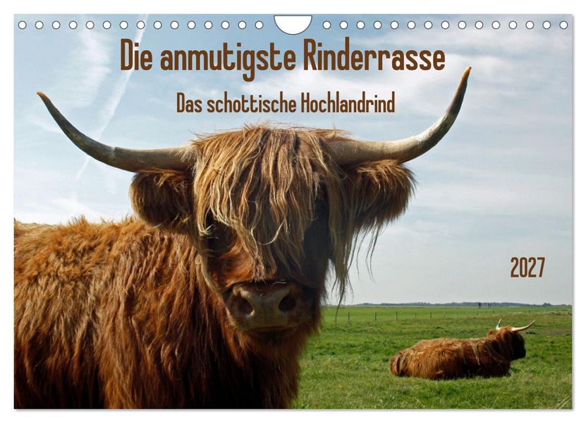Die anmutigste Rinderrasse - Das schottische Hochlandrind (Wandkalender 2027 DIN A4 quer) CALVENDO Monatskalender