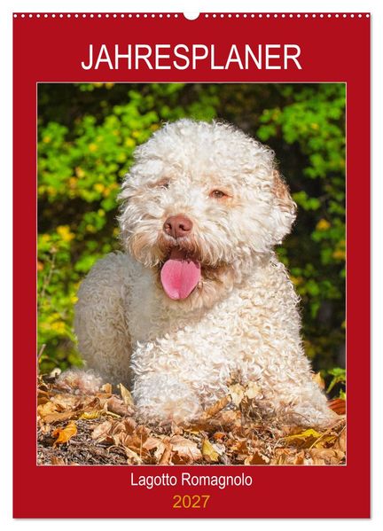 Jahresplaner Lagotto Romagnolo (Wandkalender 2027 DIN A2 hoch) CALVENDO Monatskalender