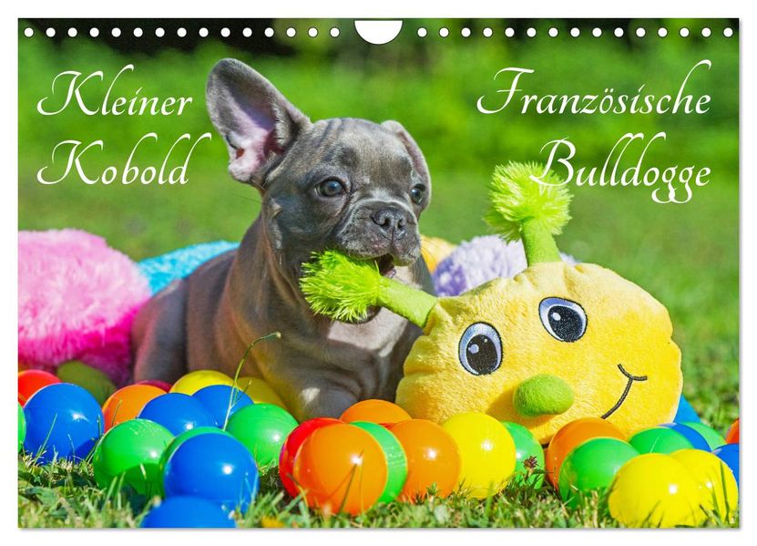 Kleiner Kobold Französische Bulldogge (Wandkalender 2027 DIN A4 quer) CALVENDO Monatskalender