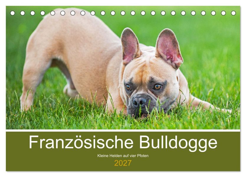 Französische Bulldogge - Kleine Helden auf vier Pfoten (Tischkalender 2027 DIN A5 quer) CALVENDO Monatskalender