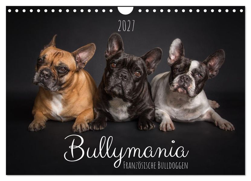 Bullymania - Französische Bulldoggen (Wandkalender 2027 DIN A4 quer) CALVENDO Monatskalender