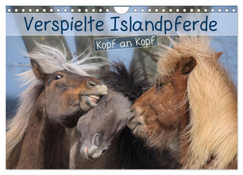 Verspielte Islandpferde Kopf an Kopf (Wandkalender 2027 DIN A4 quer) CALVENDO Monatskalender