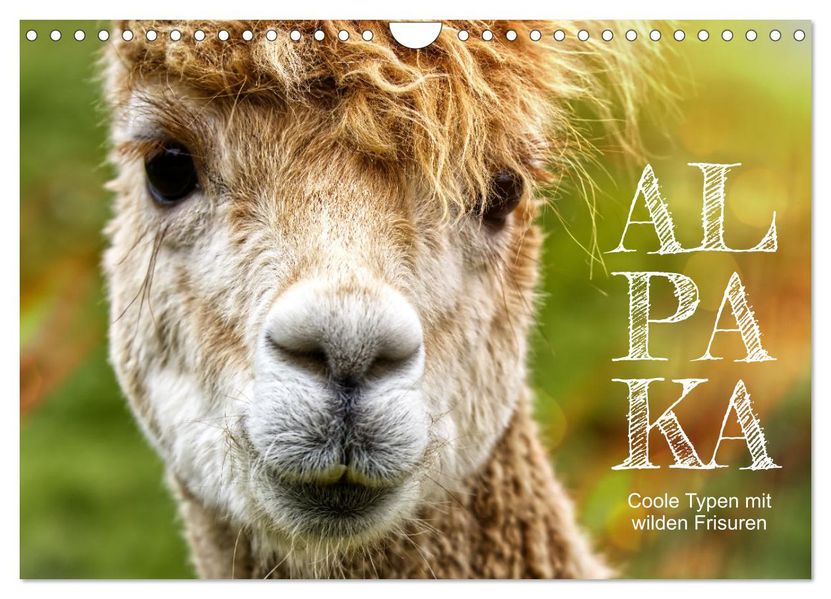 Alpaka coole Typen mit wilden Frisuren (Wandkalender 2027 DIN A4 quer) CALVENDO Monatskalender