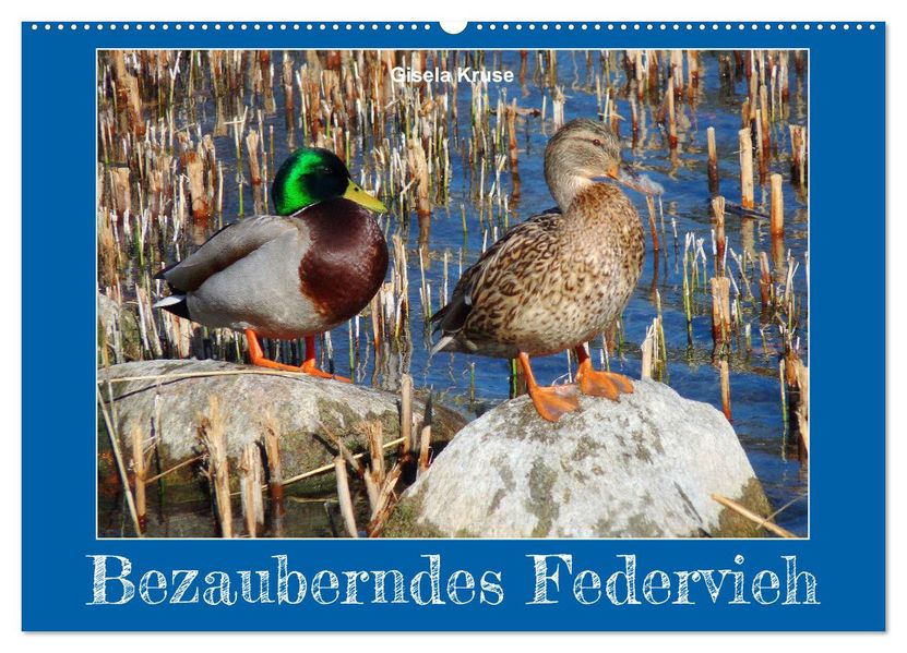 Bezauberndes Federvieh (Wandkalender 2027 DIN A2 quer) CALVENDO Monatskalender