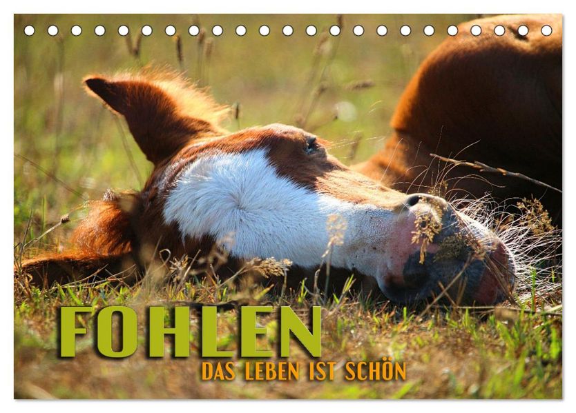 Fohlen - das Leben ist schön (Tischkalender 2027 DIN A5 quer) CALVENDO Monatskalender